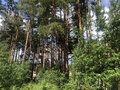 Продажа земельного участка: г. Сысерть, ул. Радужный, 2 (городской округ Сысертский) - Фото 5