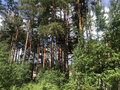 Продажа земельного участка: г. Сысерть, ул. Радужный, 2 (городской округ Сысертский) - Фото 6