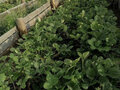 Продажа земельного участка: с. Никольское (г.о. Сысертский) (городской округ Сысертский) - Фото 2