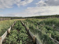 Продажа земельного участка: с. Никольское (г.о. Сысертский) (городской округ Сысертский) - Фото 4