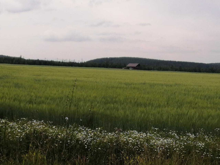 п. Бобровский, ул. Крапивина, 4 (городской округ Сысертский) - фото земельного участка (6)