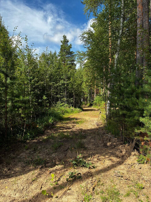 г. Березовский, к/с  № 127 Дачник (городской округ Березовский) - фото сада (6)