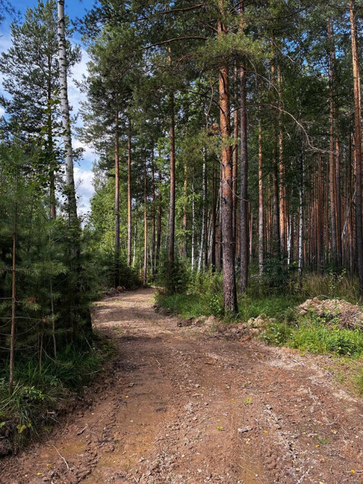 г. Березовский, к/с  № 127 Дачник (городской округ Березовский) - фото сада (7)