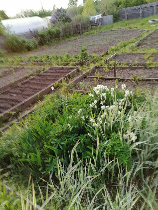 поселок городского типа Белоярский, тер. Снт Белый Яр (городской округ Белоярский) - фото сада (2)