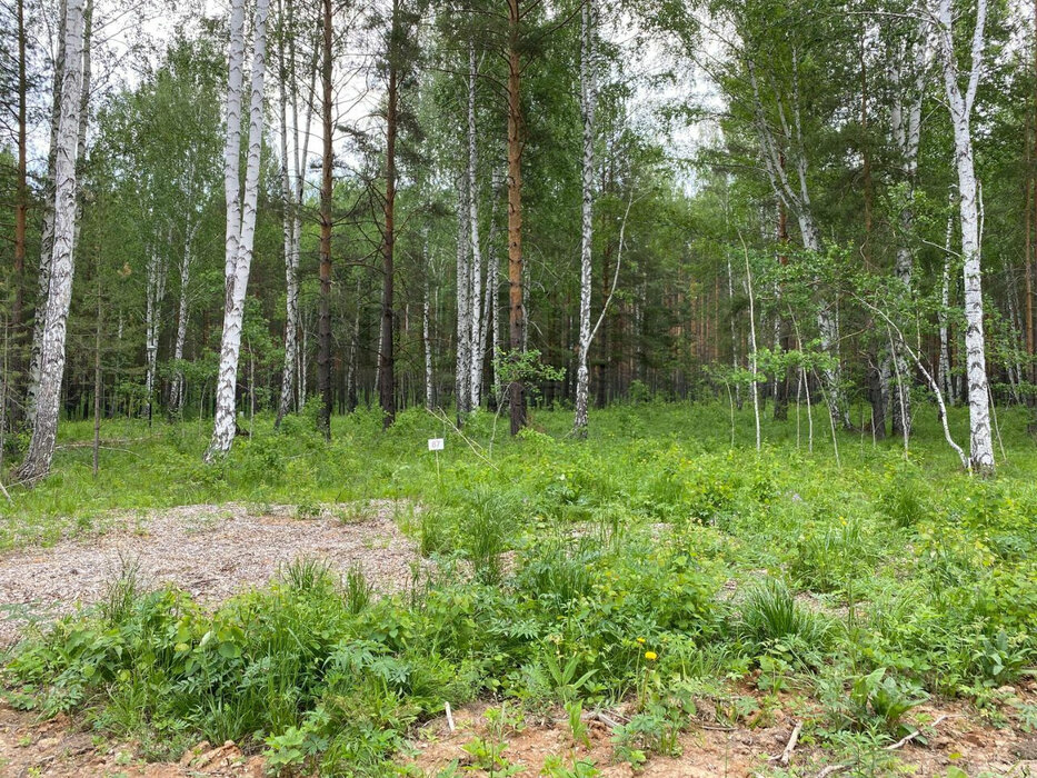 к.п. Заповедник, ул. Квартал Изумруд, 58 (городской округ Сысертский, п. Габиевский) - фото земельного участка (5)