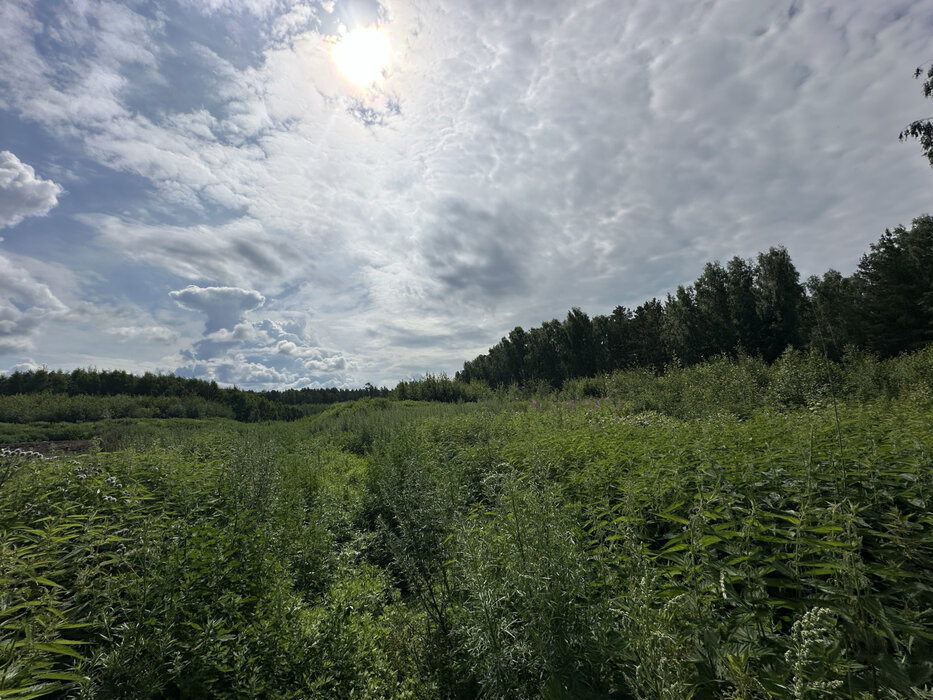 п. Асбест, ул. в  5 км юго-западнее п.Асбест (городской округ Сысертский) - фото земельного участка (3)