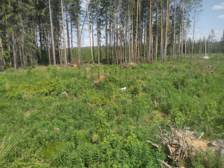 г. Ревда, ул. Облепиховая, 22 (городской округ Ревда) - фото земельного участка (1)
