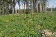 г. Ревда, ул. Облепиховая, 22 (городской округ Ревда) - фото земельного участка