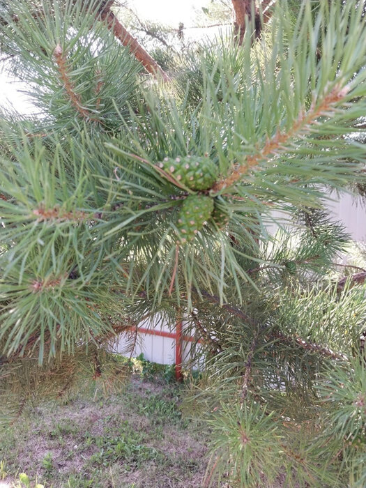 п. Совхозный, Снт Электровозник-1 (городской округ Белоярский) - фото сада (2)