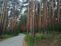 Продажа садового участка: г. Арамиль, СНТ Монтажник (городской округ Арамильский) - Фото 7
