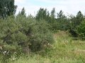 Продажа земельного участка: п. Красногвардейский (г.о. Артемовский), ул. Луговая, 13 (городской округ Артемовский) - Фото 4