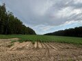 Продажа земельного участка: п. Соколовка (городской округ Верхняя Пышма) - Фото 3