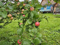 Продажа садового участка: г. Ревда, СОНТ 7, ул. 3-я (городской округ Ревда) - Фото 4