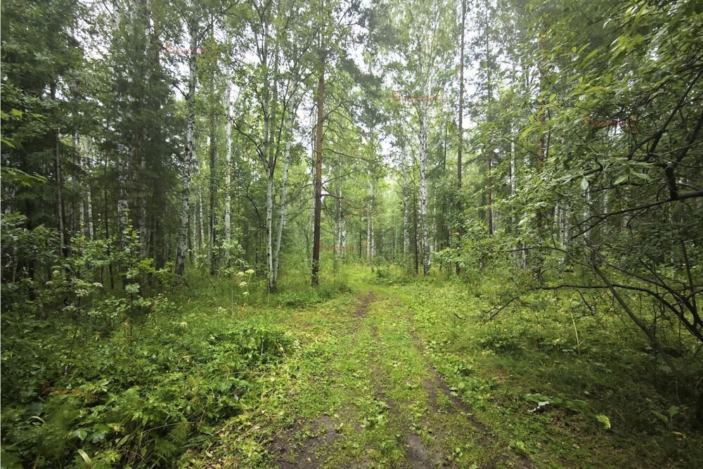 п. Ромашка, ул. Озерная (городской округ Верхняя Пышма) - фото земельного участка (5)