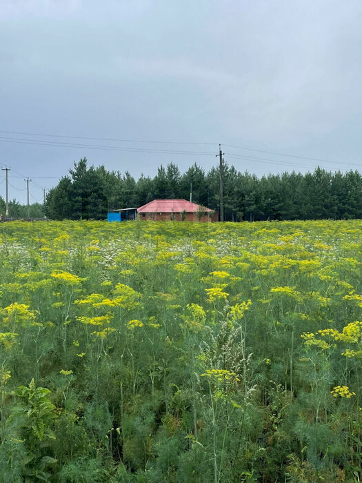 с. Логиново (городской округ Белоярский) - фото земельного участка (6)