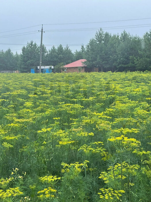 с. Логиново (городской округ Белоярский) - фото земельного участка (8)