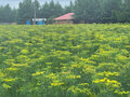Продажа земельного участка: с. Логиново (городской округ Белоярский) - Фото 8