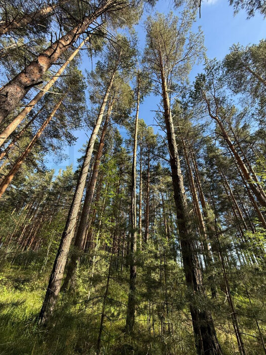 Каменский мо.  урочище 