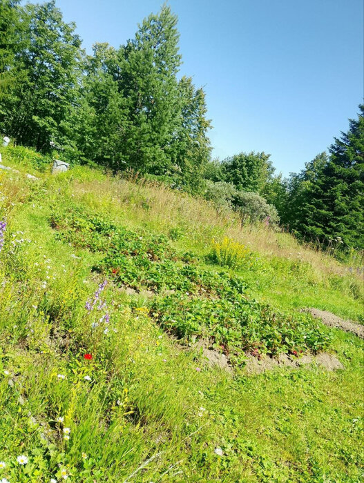 г. Первоуральск, к/с Локомотив (городской округ Первоуральск) - фото сада (2)