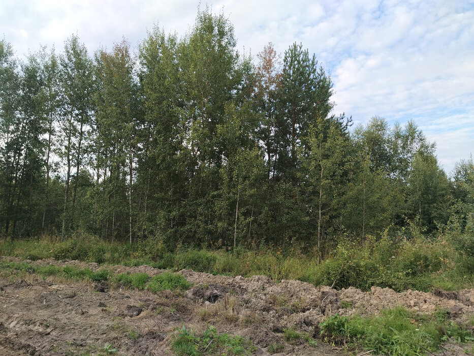п. Монетный, № 127 Дачник, ул. Лимонная (городской округ Березовский) - фото сада (2)