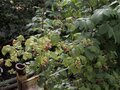 Продажа садового участка: Екатеринбург, к/с Солнечный, уч. 73 - Фото 3