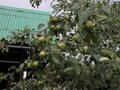 Продажа садового участка: Екатеринбург, к/с Солнечный, уч. 73 - Фото 6