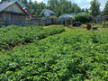 Продажа дома: п. Калиново, ул. Ярославского, 50 (городской округ Невьянский) - Фото 1