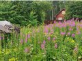 Продажа садового участка: с. Кунгурка, СНТ Горняки (городской округ Ревда) - Фото 7