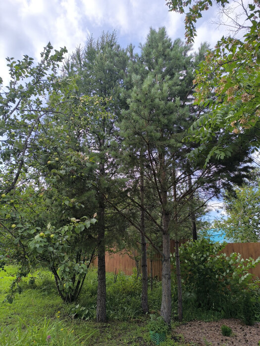 п. Бобровский, снт. Радуга-5, уч. 33 (городской округ Сысертский) - фото сада (3)