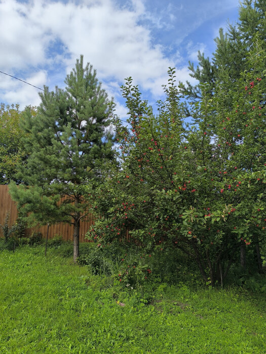 п. Бобровский, снт. Радуга-5, уч. 33 (городской округ Сысертский) - фото сада (5)