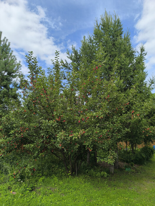 п. Бобровский, снт. Радуга-5, уч. 33 (городской округ Сысертский) - фото сада (6)