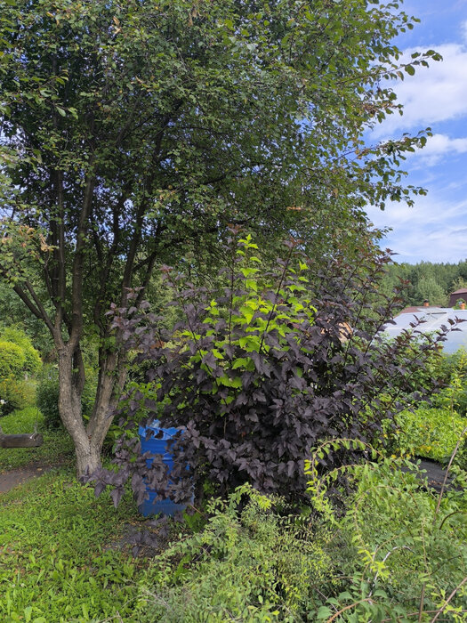 п. Бобровский, снт. Радуга-5, уч. 33 (городской округ Сысертский) - фото сада (7)