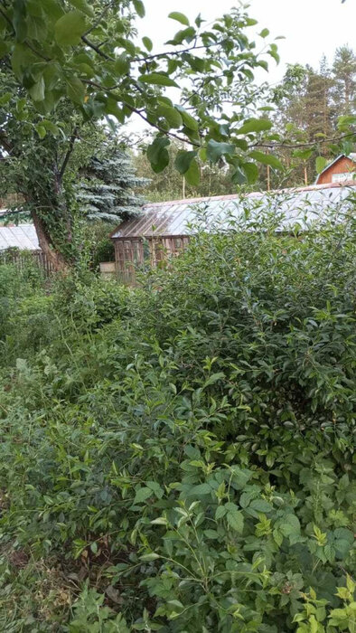 пгт. Верхнее Дуброво, снт Озерный (городской округ Верхнее Дуброво) - фото сада (4)