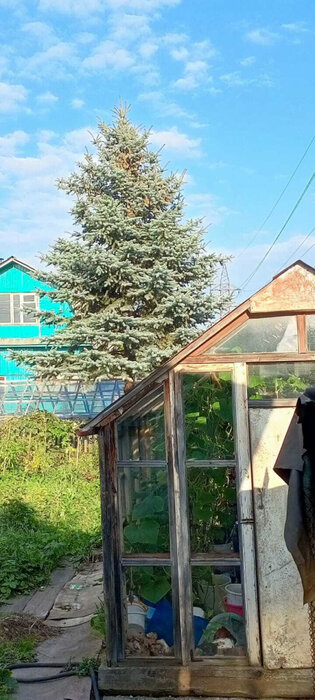 пгт. Верхнее Дуброво, снт Озерный (городской округ Верхнее Дуброво) - фото сада (5)