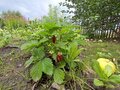 Продажа дома: г. Ревда, ул. Суворова,   (городской округ Ревда) - Фото 1