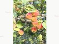 Продажа садового участка: Екатеринбург, с/т Исеть, уч. 17 - Фото 7