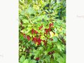 Продажа садового участка: Екатеринбург, с/т Исеть, уч. 17 - Фото 8