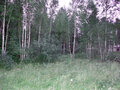 Продажа земельного участка: п. Гагарский (городской округ Белоярский) - Фото 3