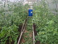 Продажа садового участка: г. Ревда, СНТ Заря-2 (городской округ Ревда) - Фото 3