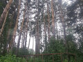 Продажа садового участка: г. Ревда, СНТ Заря-2 (городской округ Ревда) - Фото 6