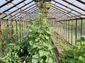 Продажа садового участка: г. Верхняя Салда, Рябиновая (КС №9), ул. Рябиновая (КС №9) (городской округ Верхнесалдинский) - Фото 16