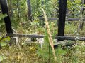Продажа садового участка: п. Аять, СНТ Таватуй (городской округ Невьянский) - Фото 6