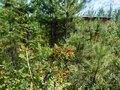 Продажа садового участка: п. Аять, СНТ Таватуй (городской округ Невьянский) - Фото 7