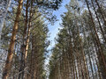 Продажа земельного участка: к.п. Заповедник, ул. Косуля, 116 (городской округ Сысертский, п. Габиевский) - Фото 1