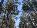 Продажа земельного участка: к.п. Заповедник, ул. Косуля, 116 (городской округ Сысертский, п. Габиевский) - Фото 2
