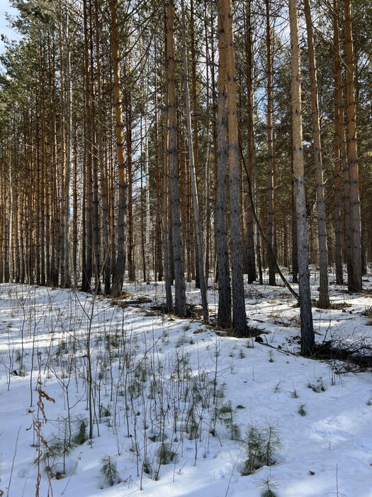 к.п. Заповедник, ул. Косуля, 116 (городской округ Сысертский, п. Габиевский) - фото земельного участка (3)