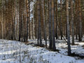 Продажа земельного участка: к.п. Заповедник, ул. Косуля, 116 (городской округ Сысертский, п. Габиевский) - Фото 3