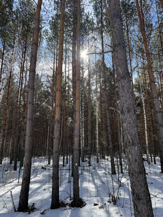 к.п. Заповедник, ул. Косуля, 116 (городской округ Сысертский, п. Габиевский) - фото земельного участка (4)