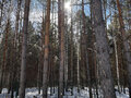 Продажа земельного участка: к.п. Заповедник, ул. Косуля, 116 (городской округ Сысертский, п. Габиевский) - Фото 4