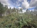 Продажа садового участка: п. Красный Адуй, к/с Адуйское, ул. Берёзовая, 11 (городской округ Верхняя Пышма) - Фото 3